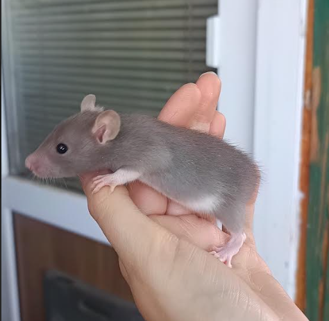 Fancy rat Available for rehoming Rattus norvegicus 