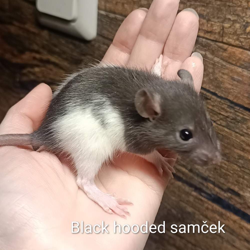 Fancy rat Available for rehoming Rattus norvegicus 