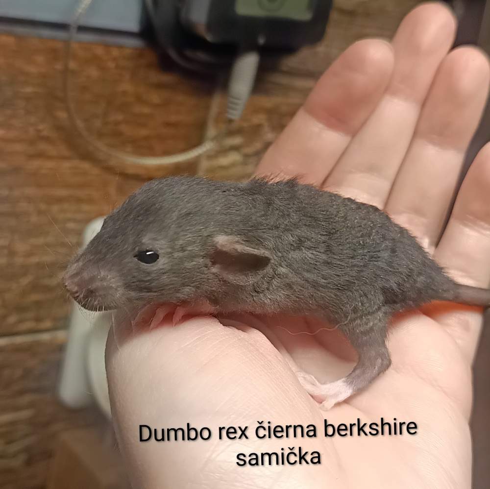 Fancy rat Available for rehoming Rattus norvegicus 