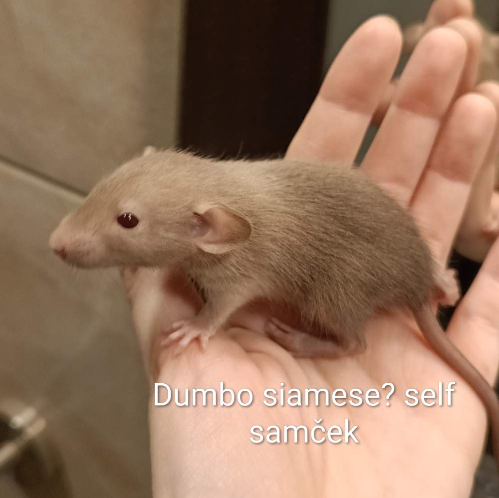 Fancy rat Available for rehoming Rattus norvegicus 