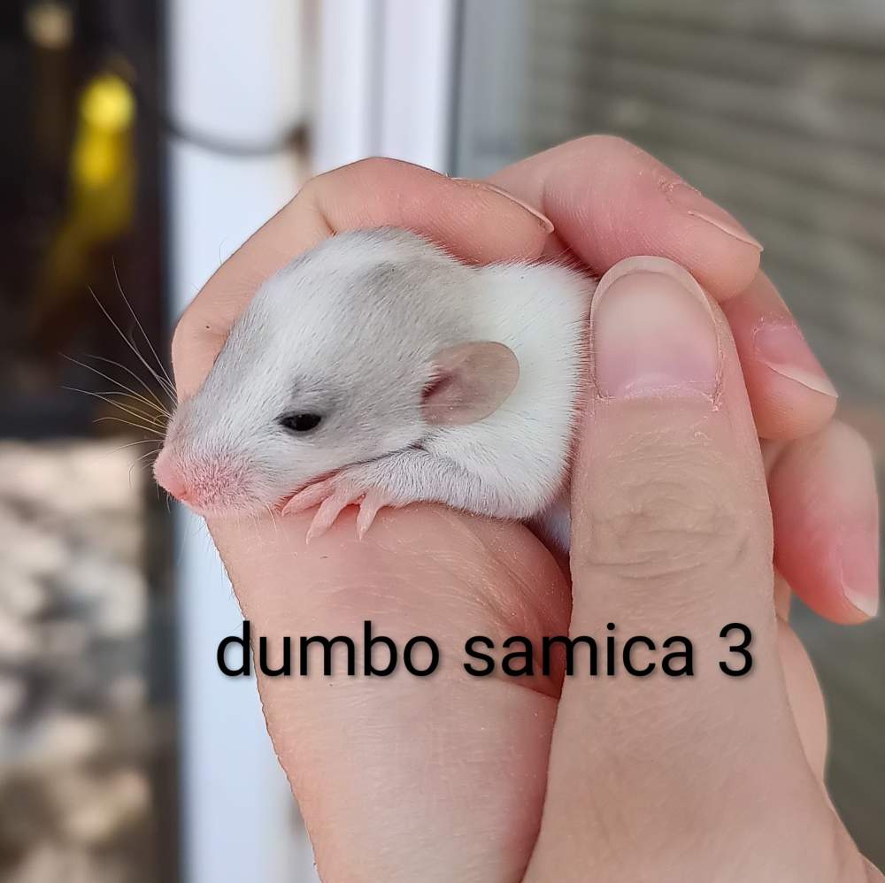 Fancy rat Available for rehoming Rattus norvegicus 