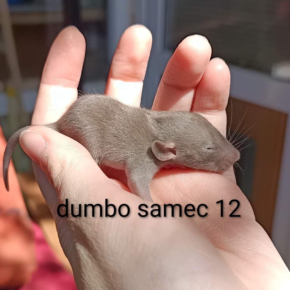 Fancy rat Available for rehoming Rattus norvegicus 