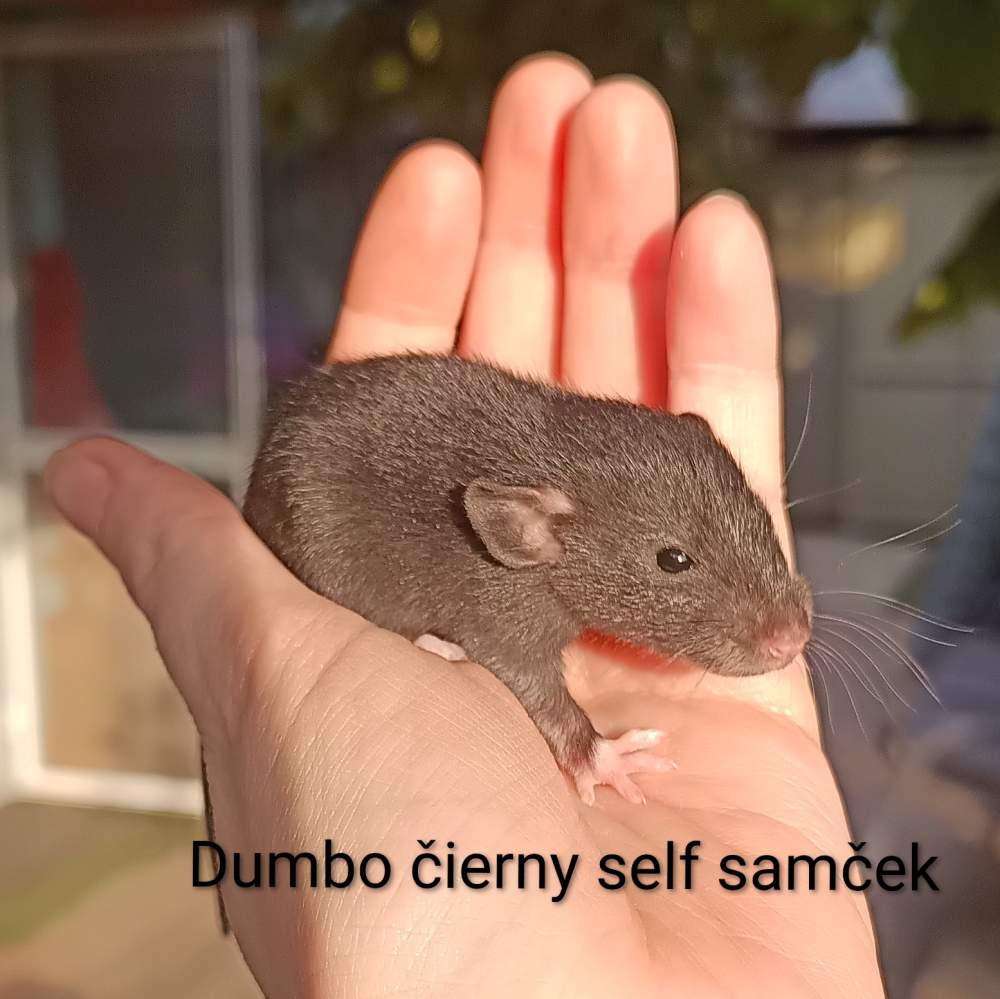 Fancy rat Available for rehoming Rattus norvegicus 