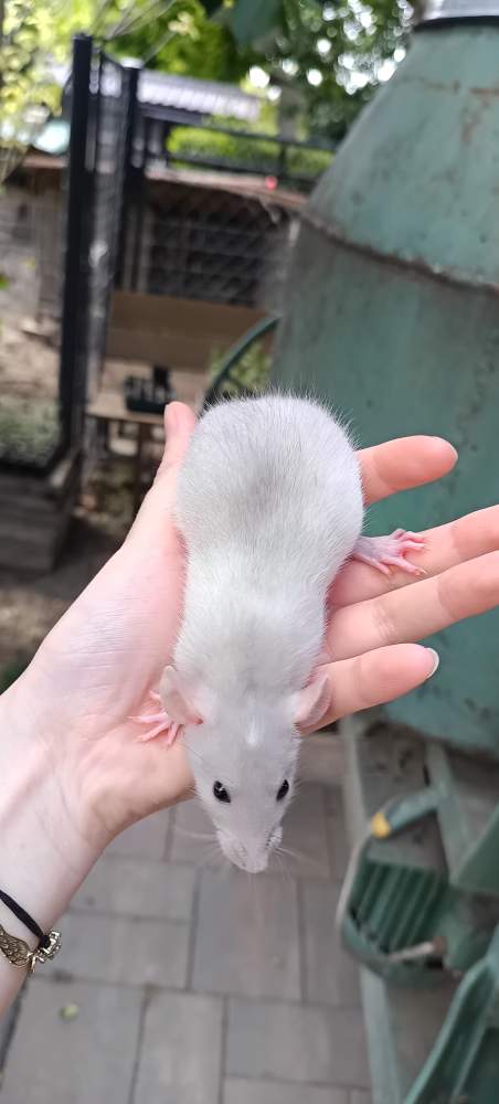 Fancy rat Available for rehoming Rattus norvegicus 