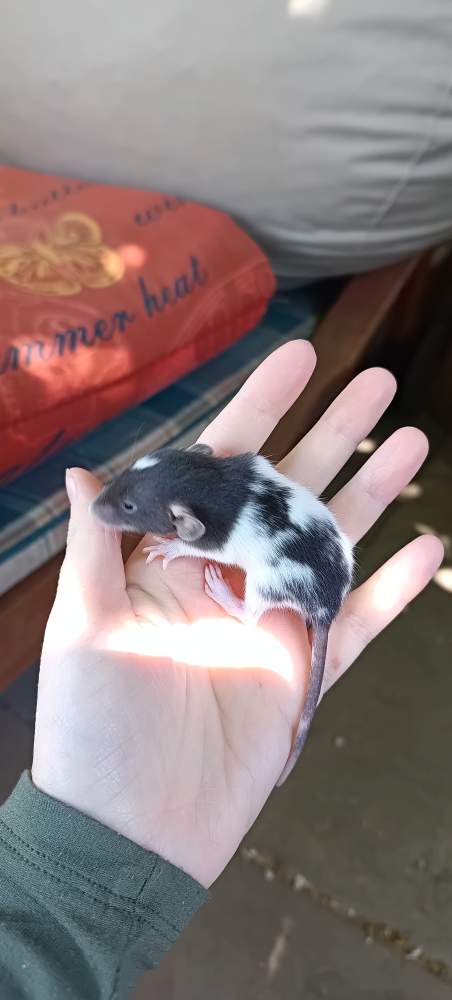 Fancy rat Available for rehoming Rattus norvegicus 