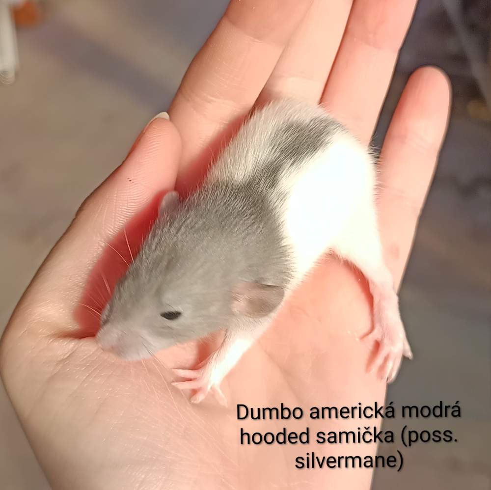 Fancy rat Available for rehoming Rattus norvegicus 