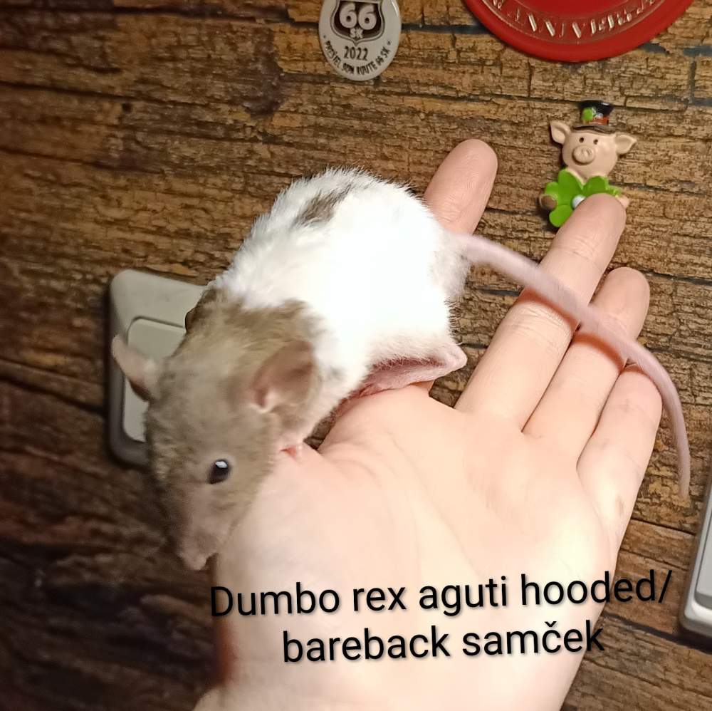 Fancy rat Available for rehoming Rattus norvegicus 