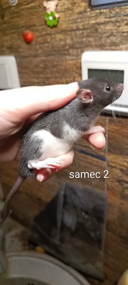 Fancy rat Available for rehoming Rattus norvegicus 