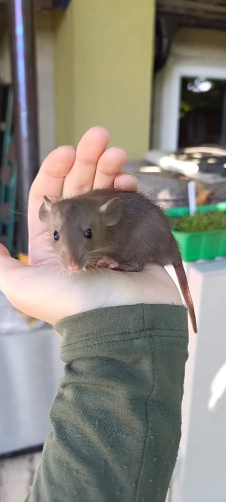Fancy rat Available for rehoming Rattus norvegicus 