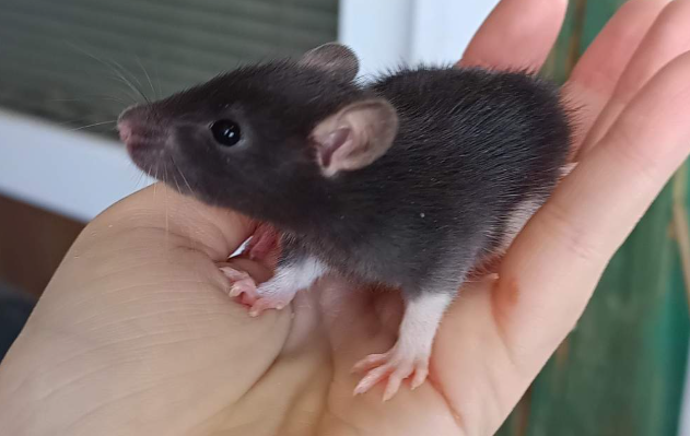 Fancy rat Available for rehoming Rattus norvegicus 