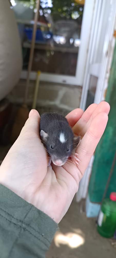 Fancy rat Available for rehoming Rattus norvegicus 
