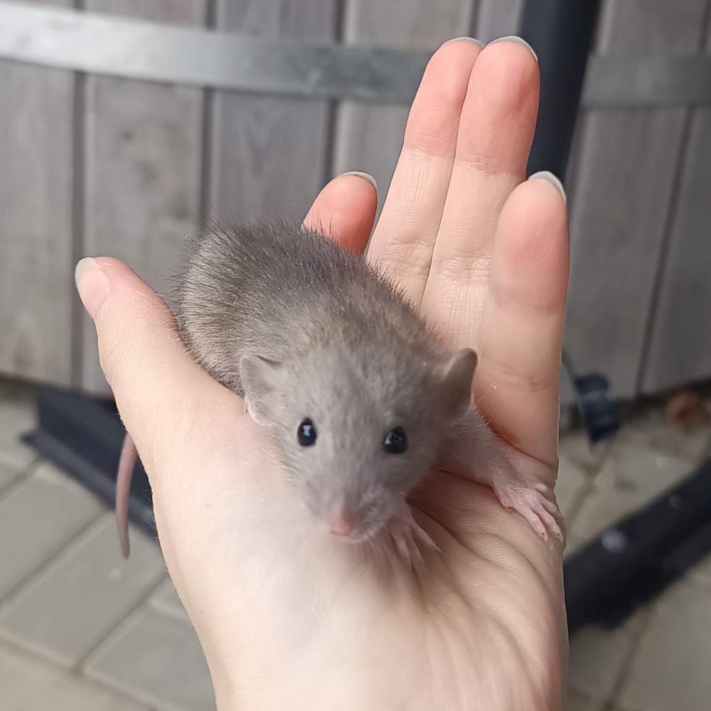 Fancy rat Available for rehoming Rattus norvegicus 