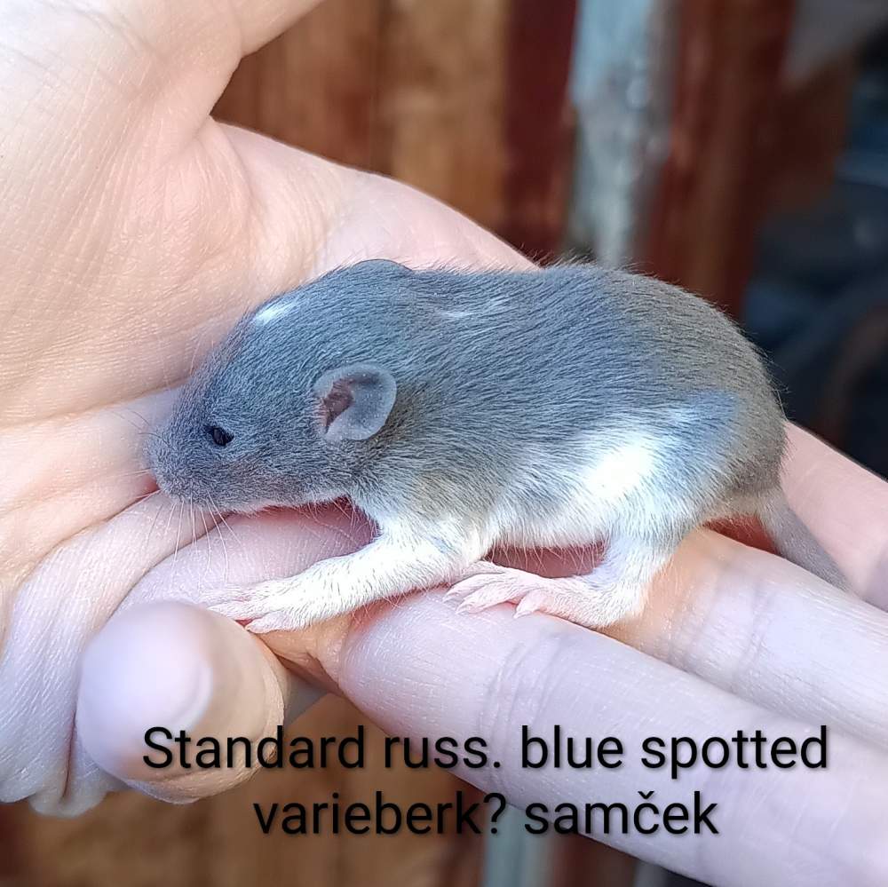 Fancy rat Available for rehoming Rattus norvegicus 