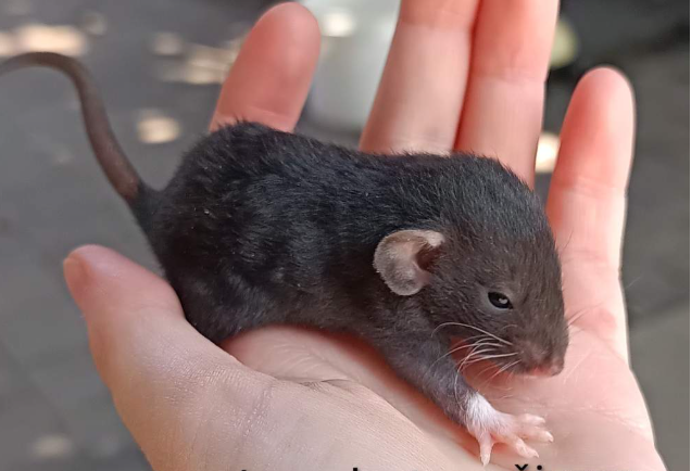 Fancy rat Available for rehoming Rattus norvegicus 