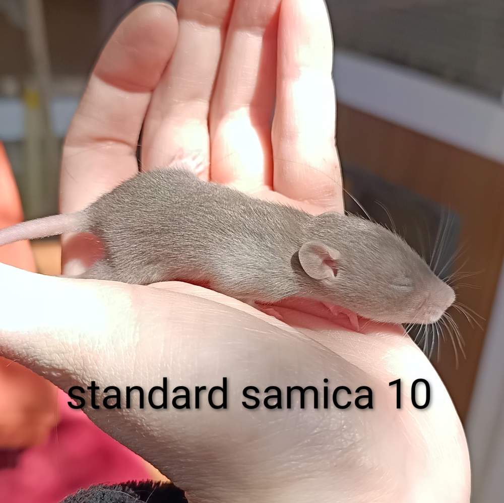 Fancy rat Available for rehoming Rattus norvegicus 