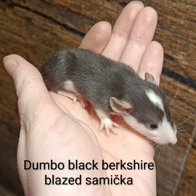 Fancy rat Available for rehoming Rattus norvegicus 