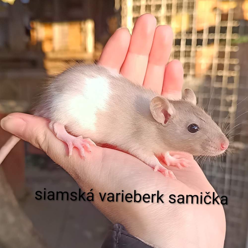Fancy rat Available for rehoming Rattus norvegicus 
