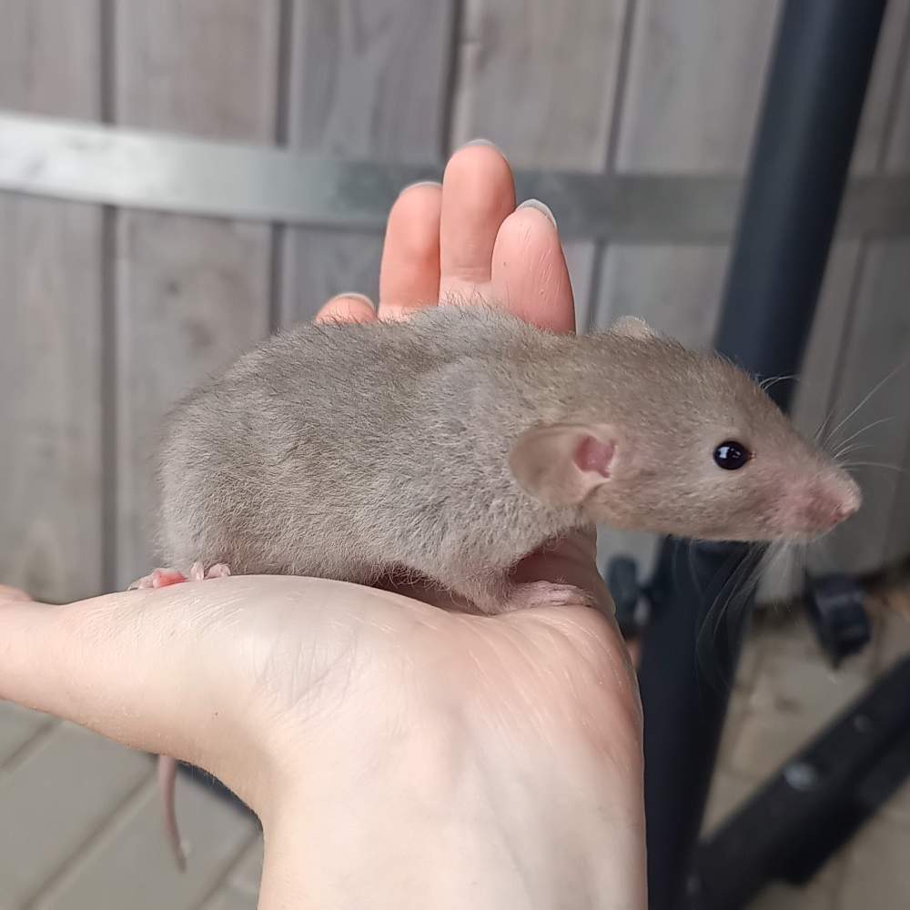 Fancy rat Available for rehoming Rattus norvegicus 