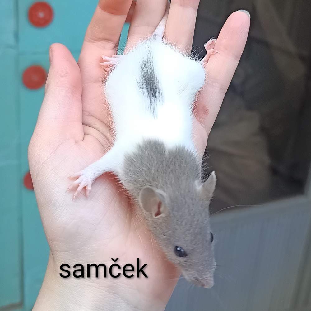 Fancy rat Available for rehoming Rattus norvegicus 