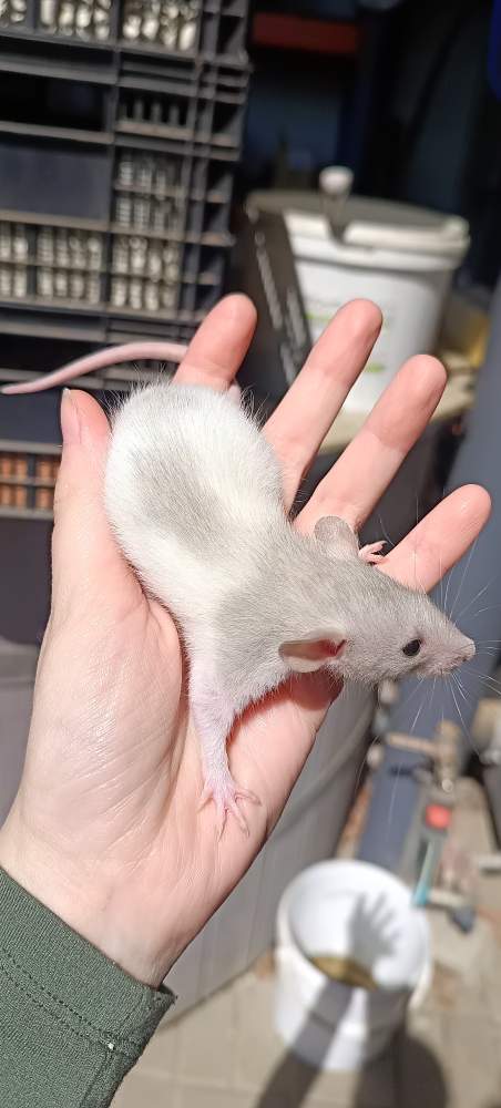 Fancy rat Available for rehoming Rattus norvegicus 