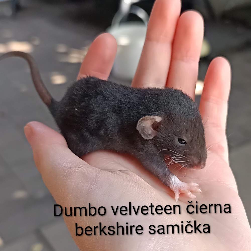 Fancy rat Available for rehoming Rattus norvegicus 