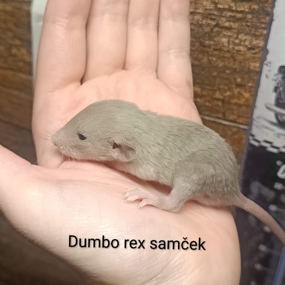 Fancy rat Available for rehoming Rattus norvegicus 