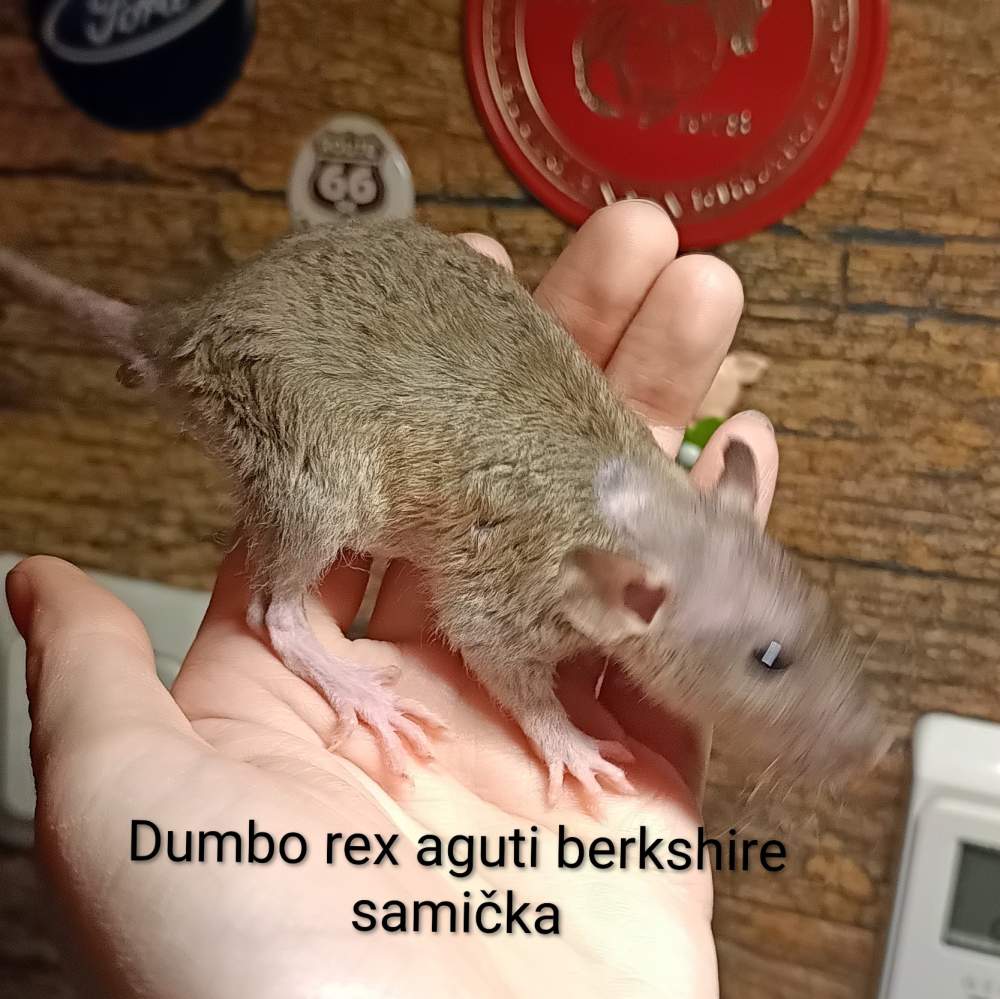 Fancy rat Available for rehoming Rattus norvegicus 