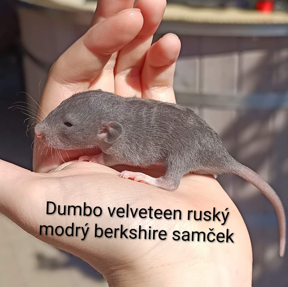 Fancy rat Available for rehoming Rattus norvegicus 