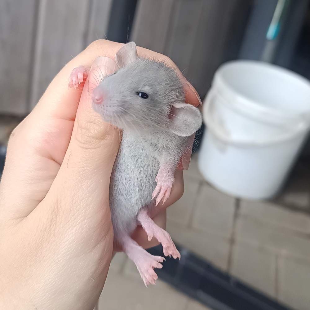 Fancy rat Available for rehoming Rattus norvegicus 