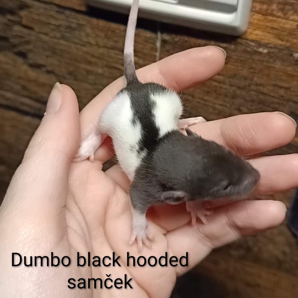 Fancy rat Available for rehoming Rattus norvegicus 