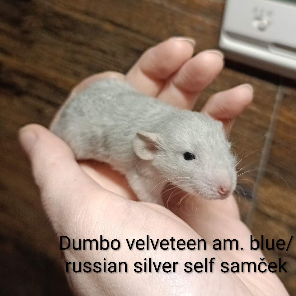 Fancy rat Available for rehoming Rattus norvegicus 