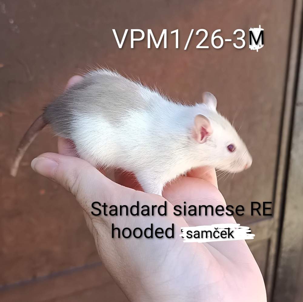 Fancy rat Available for rehoming Rattus norvegicus 