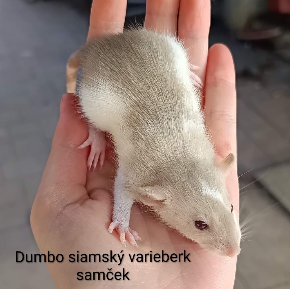 Fancy rat Available for rehoming Rattus norvegicus 