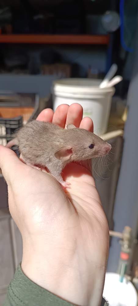 Fancy rat Available for rehoming Rattus norvegicus 