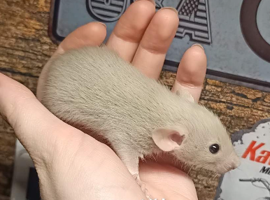 Fancy rat Available for rehoming Rattus norvegicus 