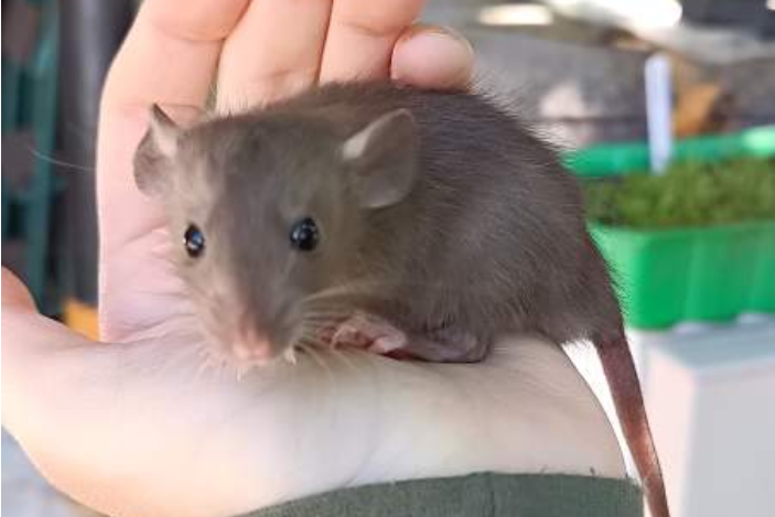 Fancy rat Available for rehoming Rattus norvegicus 