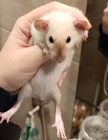 Fancy rat Available for rehoming Rattus norvegicus 
