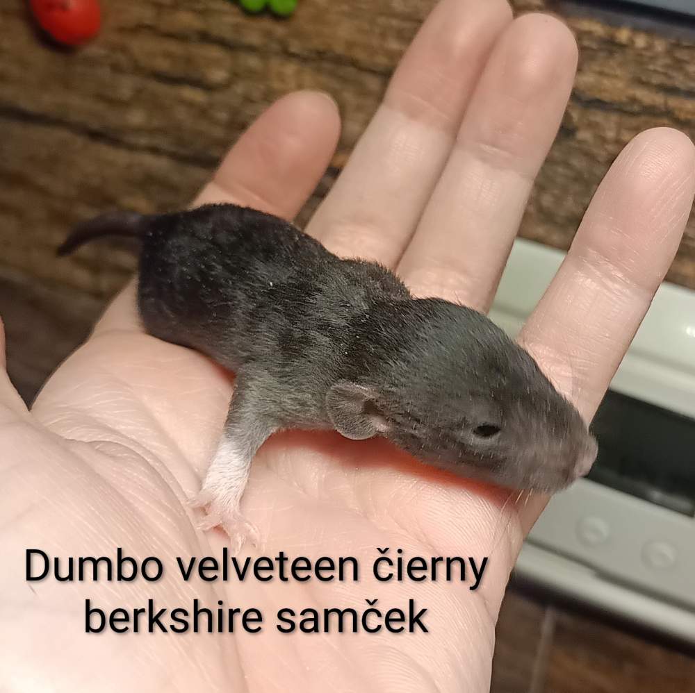 Fancy rat Available for rehoming Rattus norvegicus 