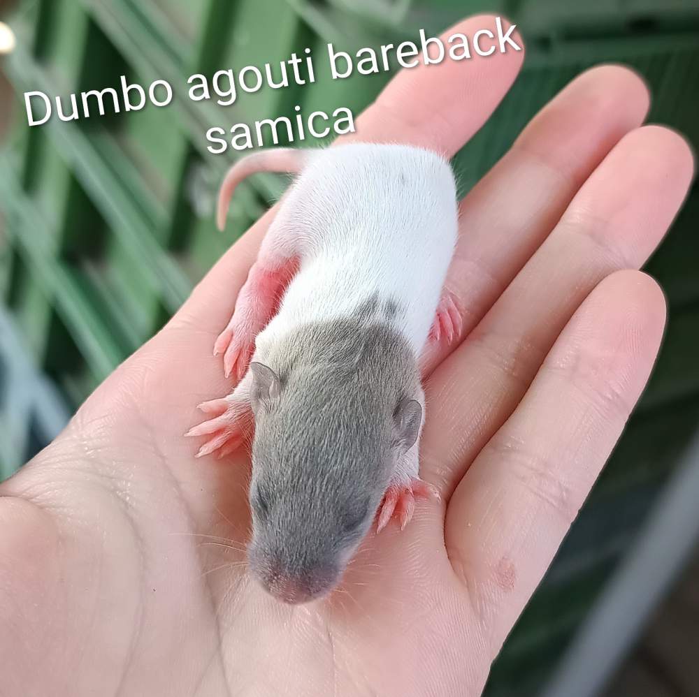 Fancy rat Available for rehoming Rattus norvegicus 