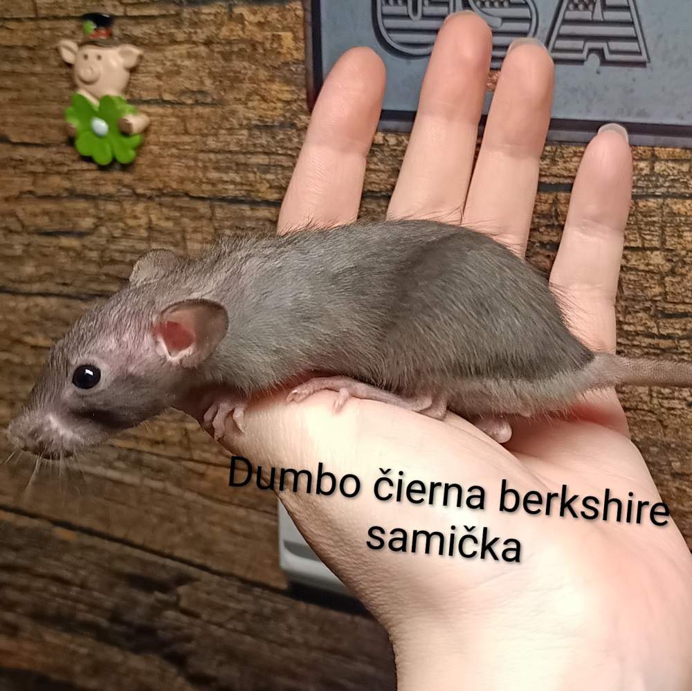 Fancy rat Available for rehoming Rattus norvegicus 