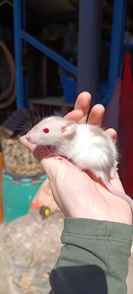 Fancy rat Available for rehoming Rattus norvegicus 