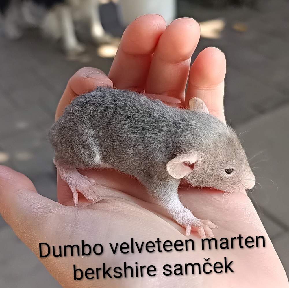 Fancy rat Available for rehoming Rattus norvegicus 
