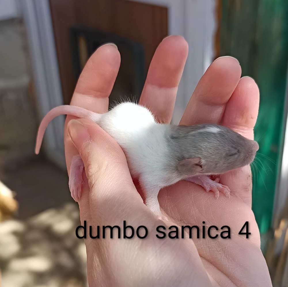 Fancy rat Available for rehoming Rattus norvegicus 
