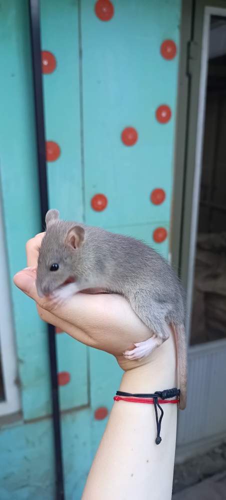 Fancy rat Available for rehoming Rattus norvegicus 