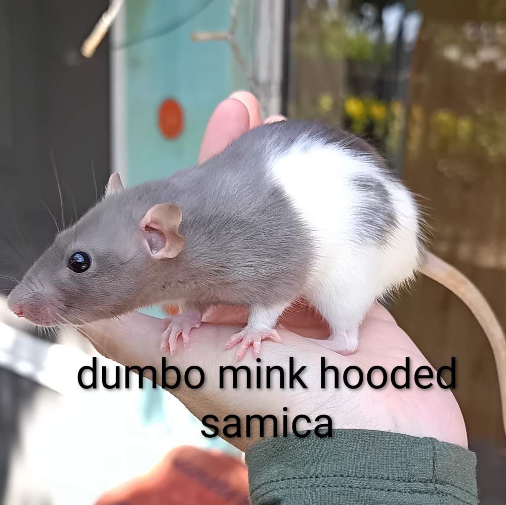 Fancy rat Available for rehoming Rattus norvegicus 