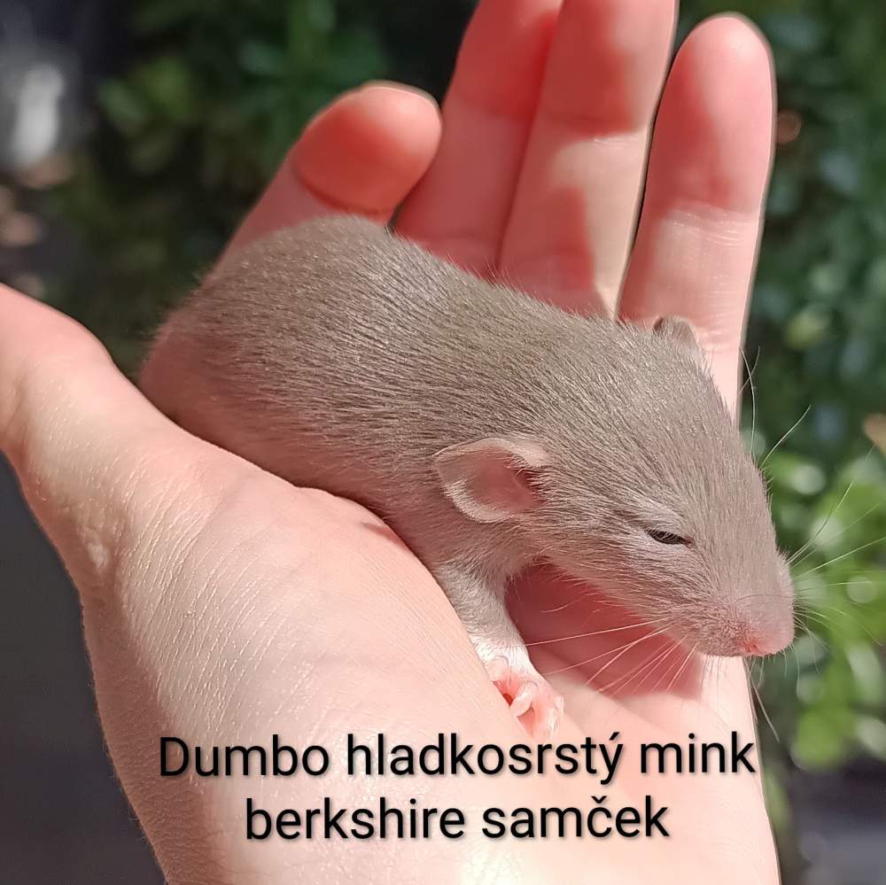 Fancy rat Available for rehoming Rattus norvegicus 