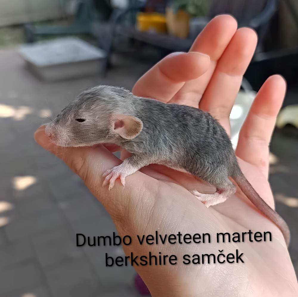Fancy rat Available for rehoming Rattus norvegicus 