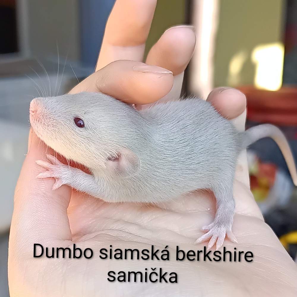 Fancy rat Available for rehoming Rattus norvegicus 