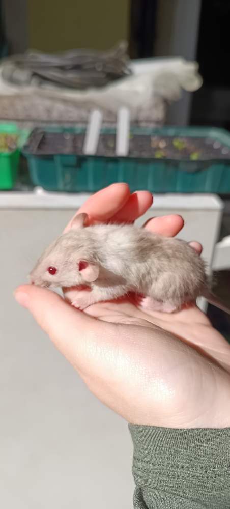 Fancy rat Available for rehoming Rattus norvegicus 