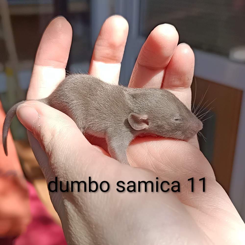 Fancy rat Available for rehoming Rattus norvegicus 